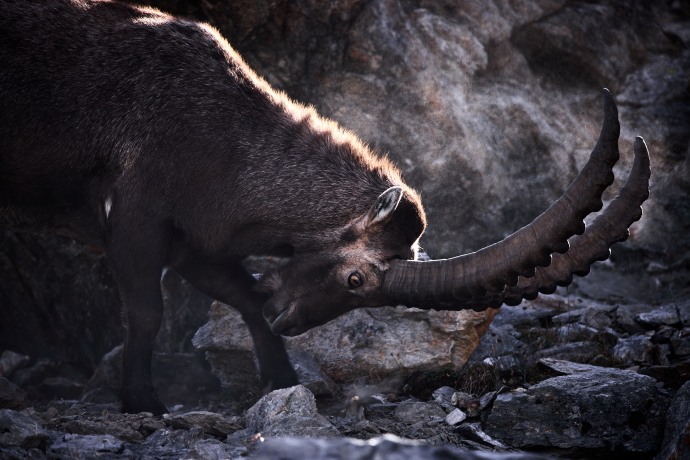 Steinbock (Foto: © Gaudenz Danuser) Steinbock